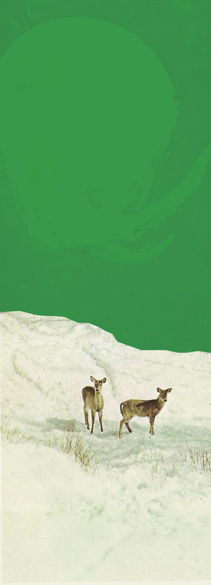 deer green by Austin Meredith